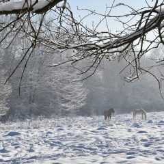 Zimowe klimaty w gminie Gdów